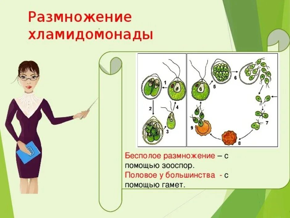 Какие способы размножения хламидомонады. Размножение хламидомонады схема. хламидомонада размножение зооспорами. размножение хламидомонады схема с подписями. бесполое размножение хламидомонады схема.