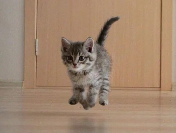 Мем с бегущим котом Purrfection In The Form Of Cats Standing Up On Two Paws Cats, Cat stands, Cute c