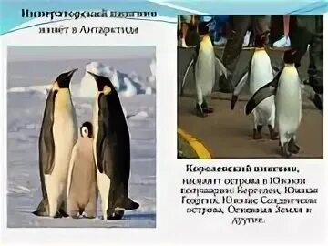 Где живёт Пингвин?. Сколько лет живут пингвины. Где живёт Пингвин на каком материке. Пингвины живут в России. Где обитает пингвин материк