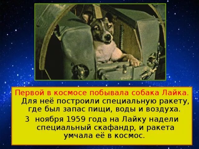 Какая собака была первая в космосе. Первые собаки побывавшие в космосе. Первая собака полетевшая в космос. Первая собака космонавт лайка. Собака лайка в космосе.