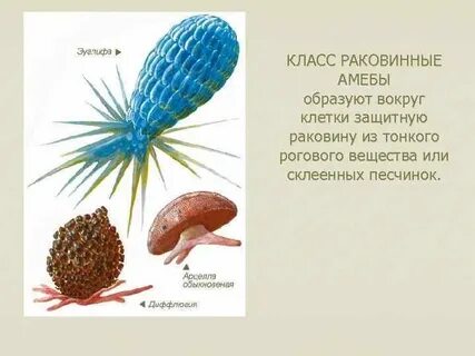 Роговым веществом