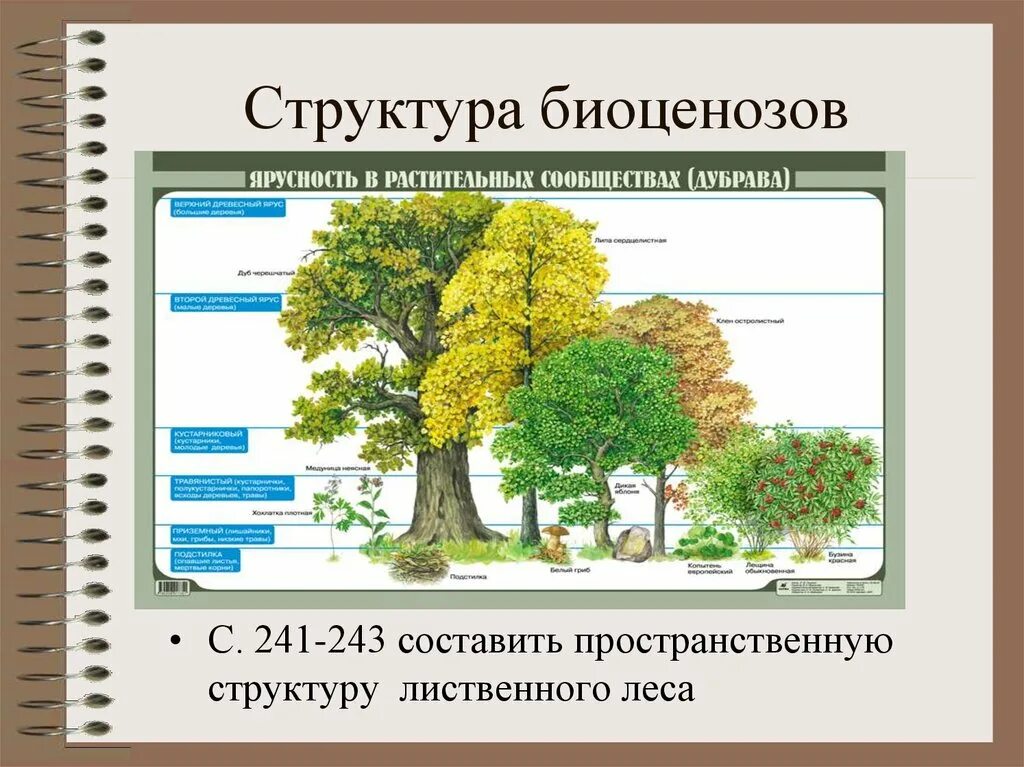 Чем характеризуется биоценоз смешанного леса ярусность плохой. Структура биогеоценоза и экосистемы. Пространственная структура экосистемы. Структура биоценоза. Видовая и пространственная структура биоценоза.