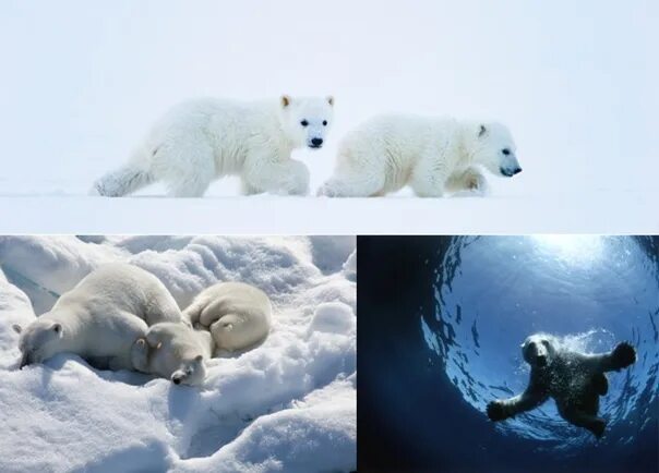 Зона арктических пустынь белый медведь. Белые медведи в арктике. Арктика. Белые медведи в антарктиде. Арктика 3d.