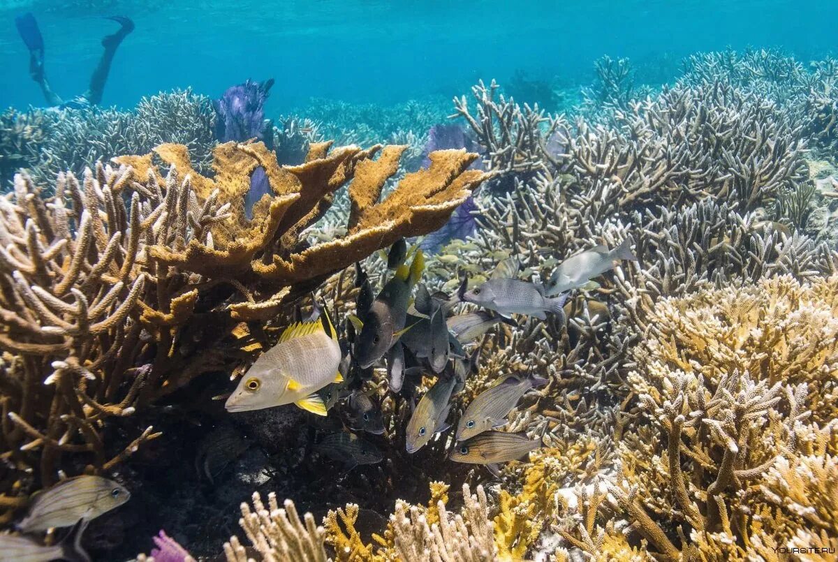 Great barrier reef corals. Атлантический океан коралловый риф. Большой Барьерный риф в тихом океане. Барьерный риф в Австралии. Коралловые рифы Тихого океана.