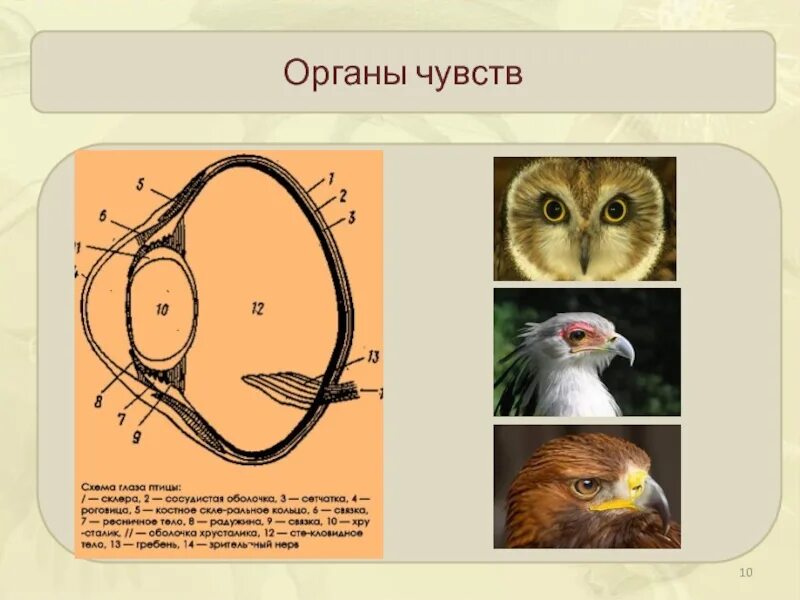 Развитые органы чувств у птиц. Органы чувств птиц. Особенности органов чувств у птиц. Органы чувсчувств птицы. Класс птицы органы чувств.