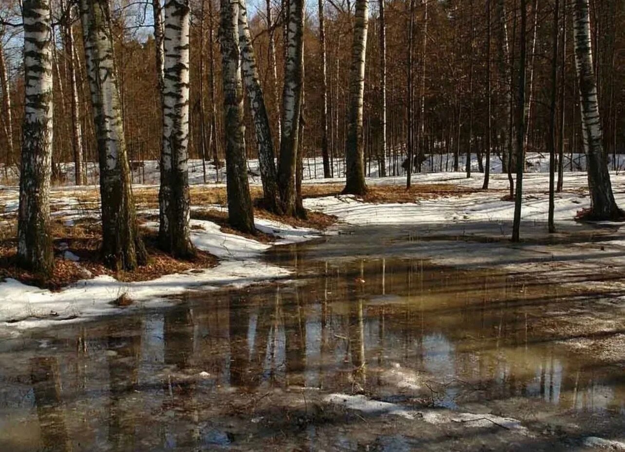 Лес весной. Весенний пейзаж. Тает снег и солнце ярко