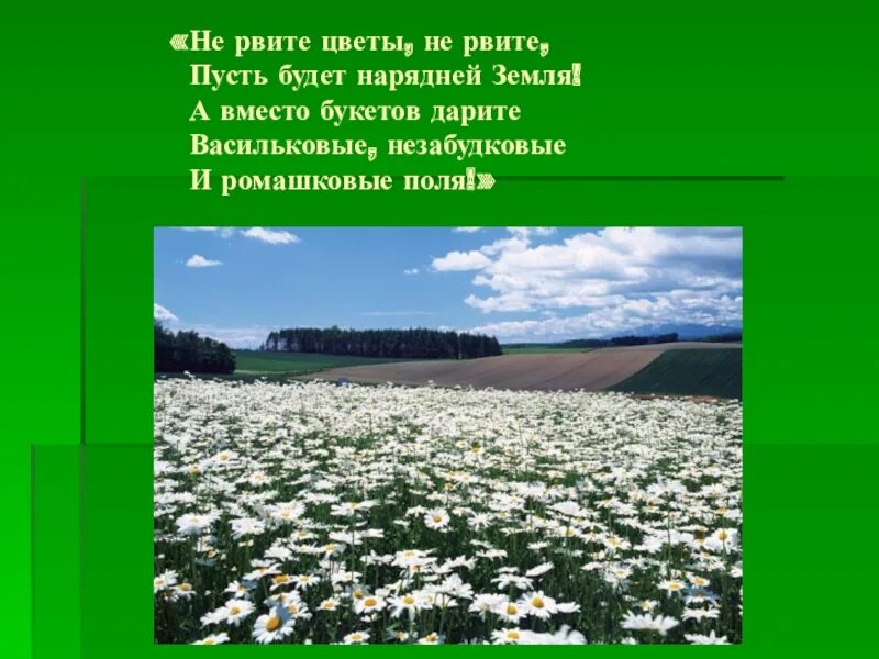 Не рвите цветы не рвите слушать. Не рвите цветы. ромашковые поля слова. ромашковые поля текст. текст ромашковое поле текст.