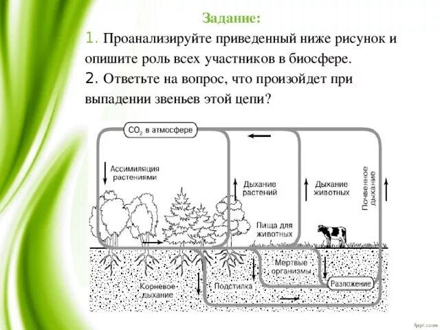 Опишите роль всех участников в биосфере.. Роль растений в биосфере. Задачи биосферы. Роль живых организмов в биосфере практическая. Задания по теме биосфера