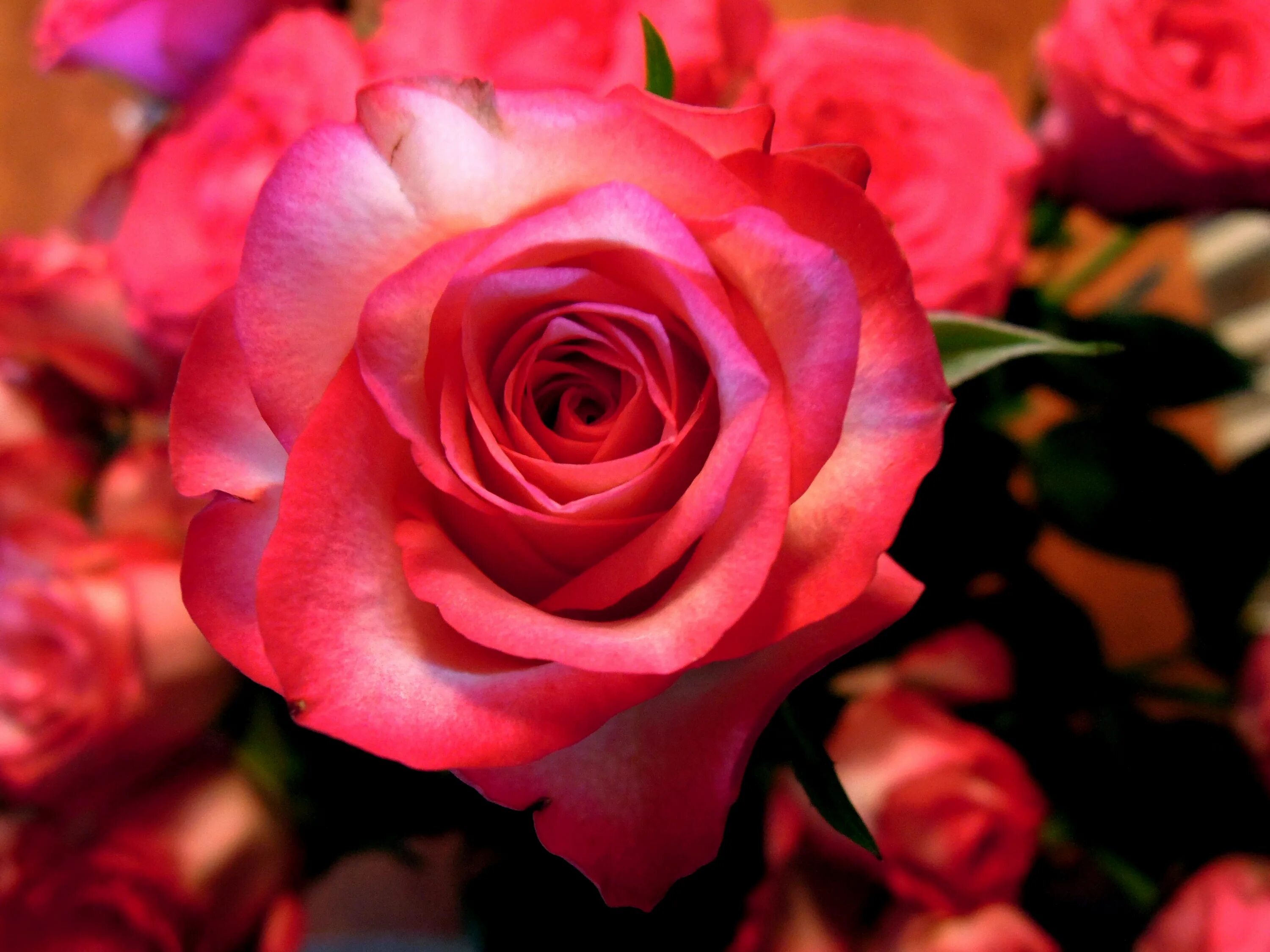 Темно розовые розы. Красные и розовые розы. Красно розовый.