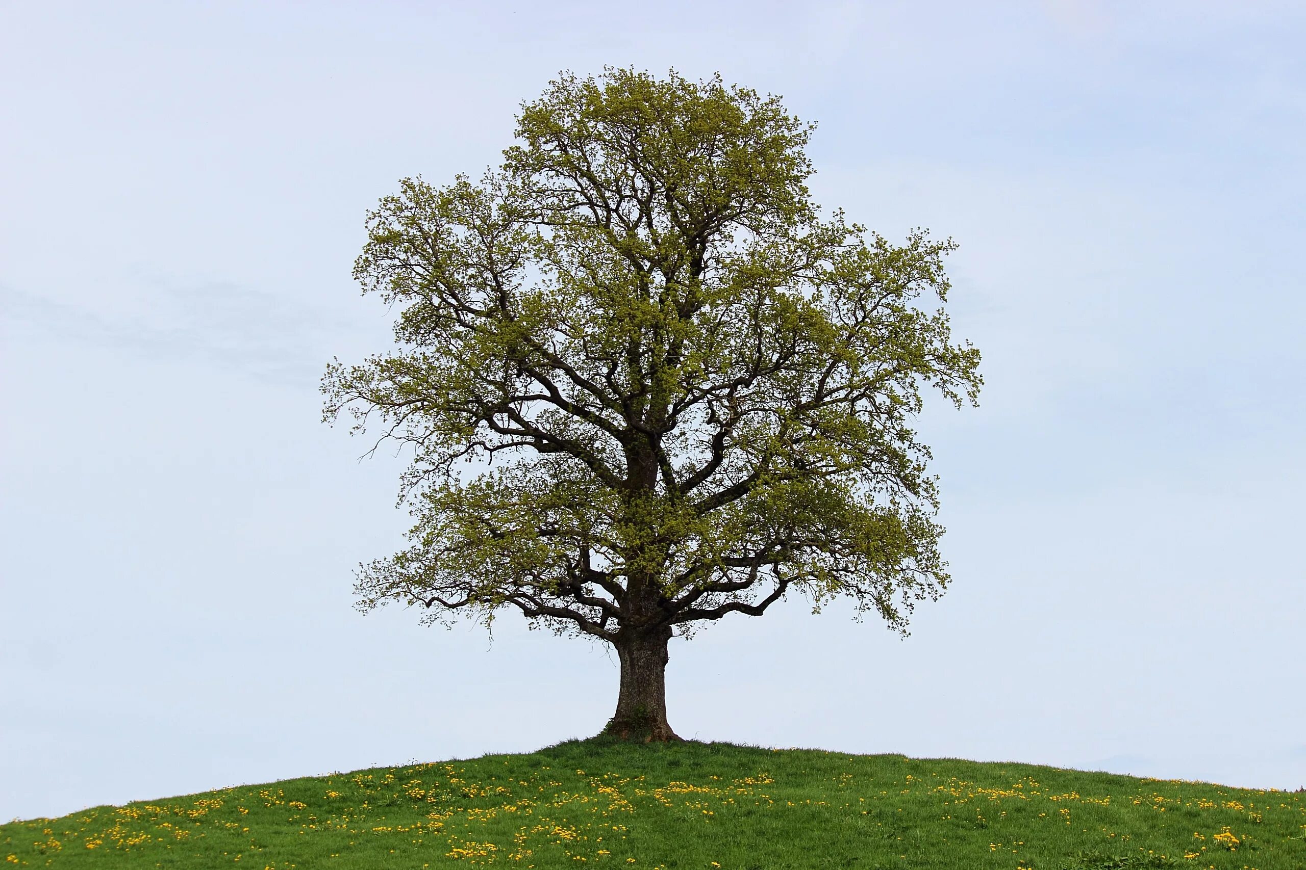 Natural tree. Дуб черешчатый крона. Дуб дерево. Красивое дерево. Красивый дуб.