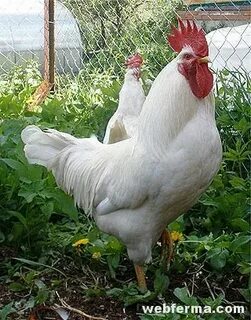 Какие породы кур несушек самые лучшие