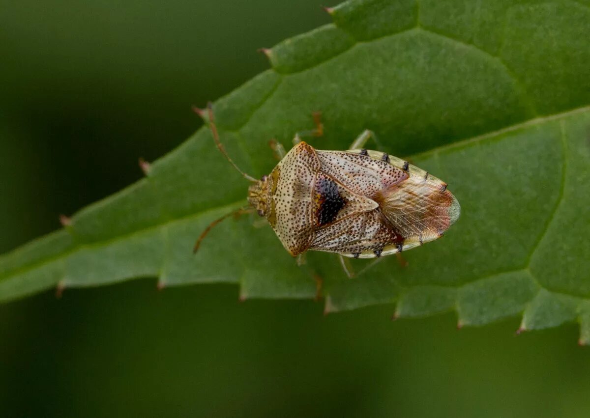 полужесткокрылые клопы. щитник остроплечий. щиток у клопа. жук килевик. Elasmucha grisea.