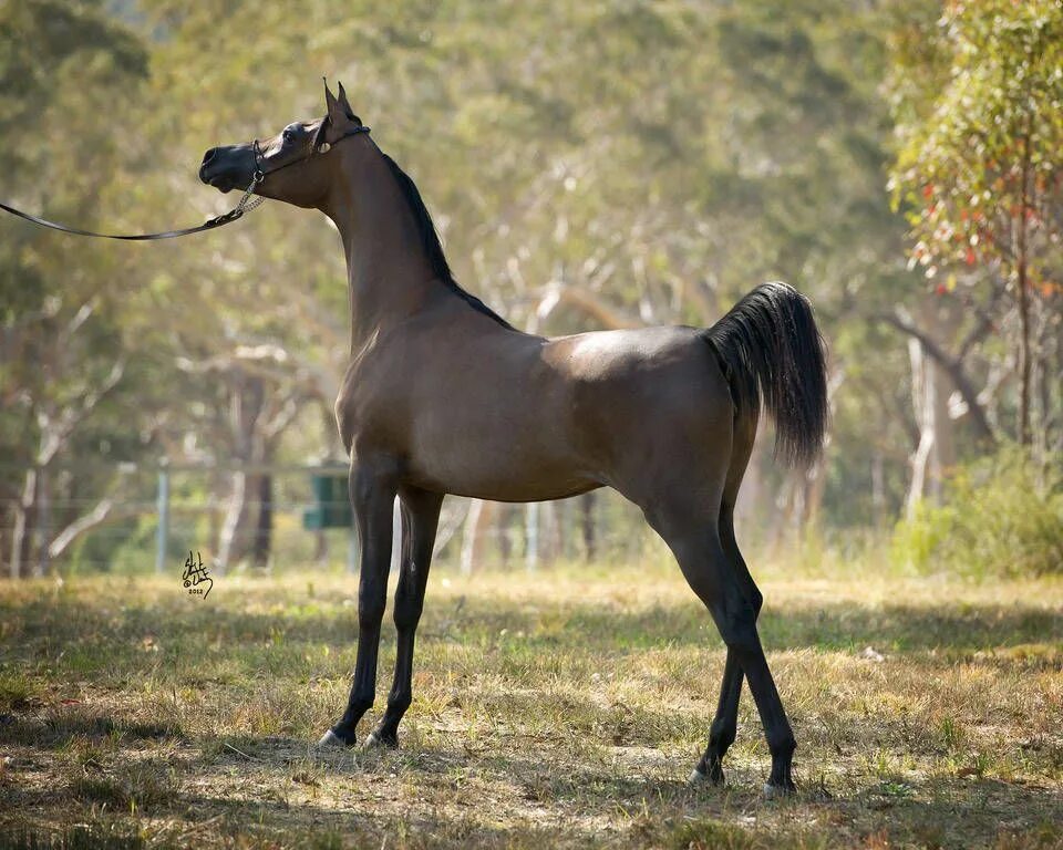 Чистокровная арабская лошадь 5. Арабская чистокровная сиглави. Кохейлан арабская лошадь. Арабская чистокровная лошадь. Хадбан арабская лошадь.