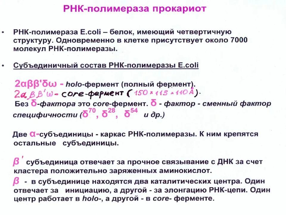 Молекула рнк полимеразы. Структура рнк-полимераз эукариот. функции рнк полимеразы. функции рнк полимераз у эукариот. рнк полимераза e coli.