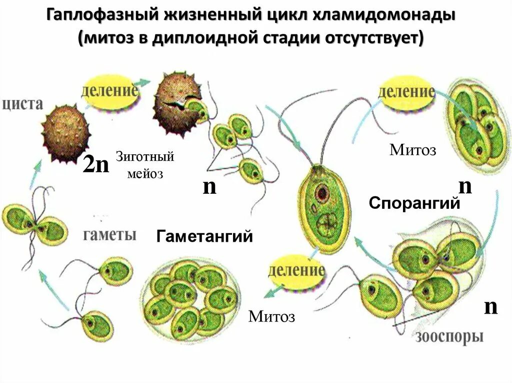 Образование гаплоидных клеток редукция числа
