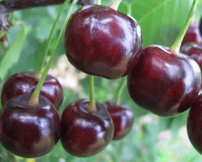 Черевишня чудо вишня описание сорта