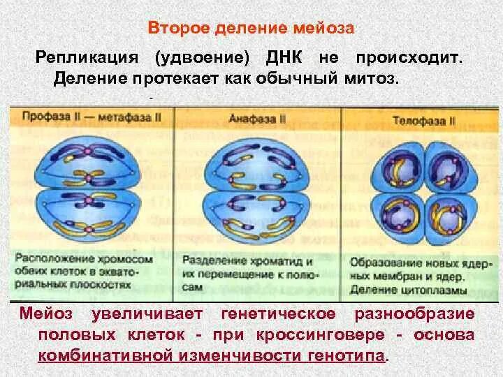 На какой стадии происходит удвоение днк