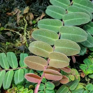 Cool plant