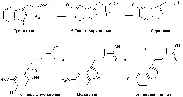 Синтез мелатонина. Синтез мелатонина из триптофана. Схема синтеза мелатонина. Схема триптофана Синтез мелатонина. Образование мелатонина из триптофана.