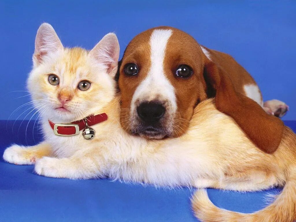 Про говорящих животных. Домашние питомцы. Собака. Коты и собаки. Изображение кошки и собаки.