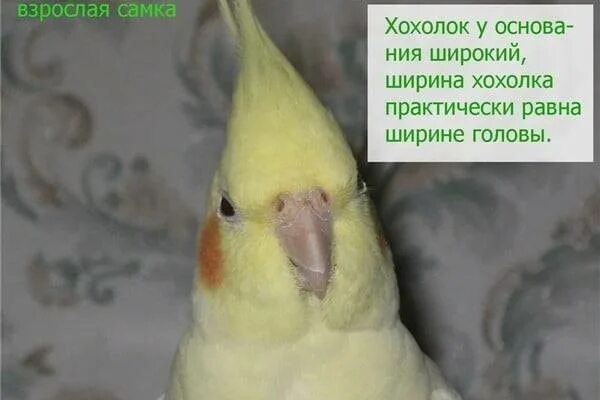 Попугай корелла как отличить мальчика от девочки. Попугай с хохолком корелла. попугай корелла самка. попугай корелла пол. попугай корелла самка от самца.
