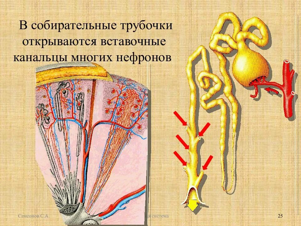 Собирательные трубочки пирамид. Собирательная трубочка нефрона функция. Собирательная трубка нефрона. Собирательные трубки почки. Эпителий собирательных трубочек почек.