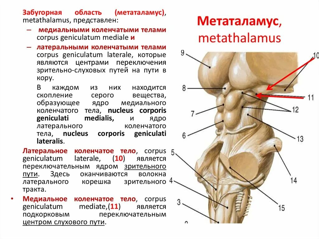 Коленчатые тела мозга. Метаталамус коленчатые тела. Метаталамус промежуточного мозга. Метаталамус медиальное и Латеральное тело. Метаталамус строение и функции.