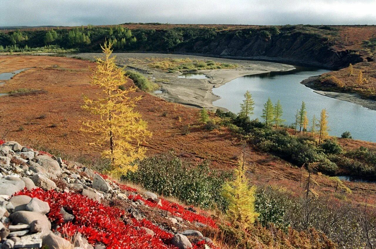 Лесотундра Таймыр. Полуостров Таймыр кустарники. Тундра Таймыра. Таймыр растительность.