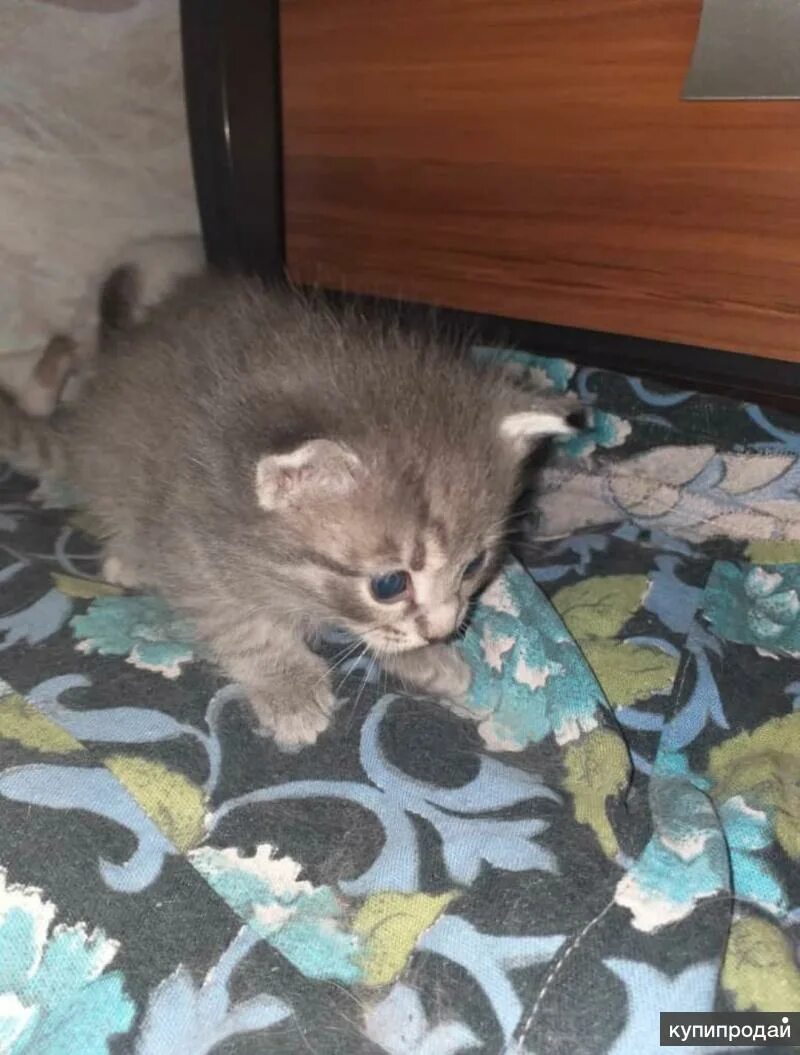 Сибирские котята. Котята екатеринбург свежие объявления. Котята екатеринбург свежие объявления. Котятки екатеринбург. Котята даром реклама.