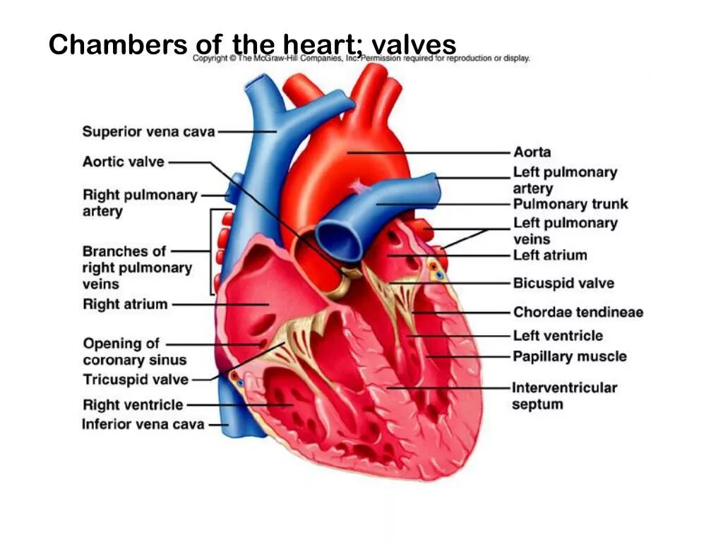 Heart Chambers. Сердце анатомия. Анатомия сердца на английском. Слито сердце