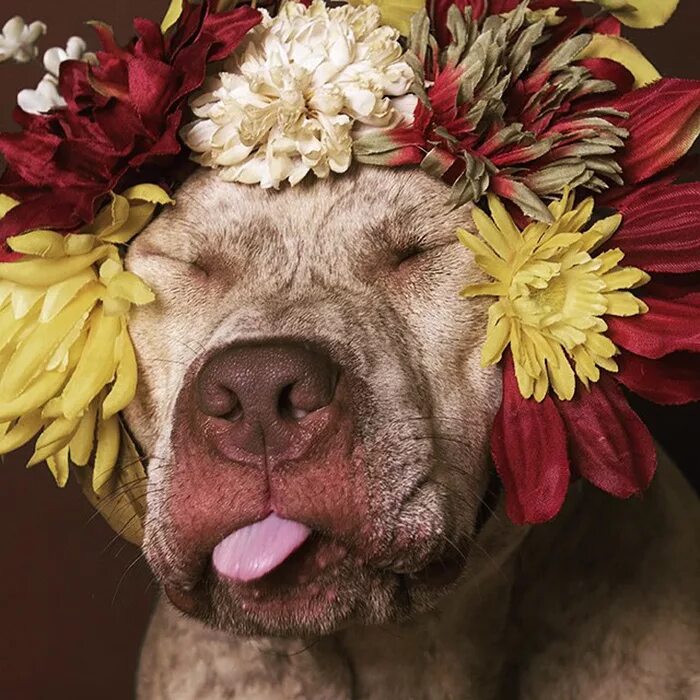 Забавные цвета. Цветы собачки. Собака с цветком. Пес в цветах. Смешные цветы.