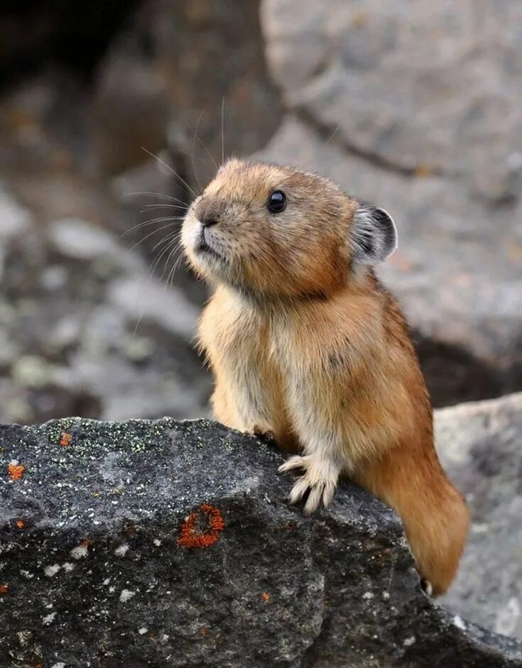 Pin by Николай Александрович on ЖИВОТНЫЕ. Cute animals, Animals, Animals wild