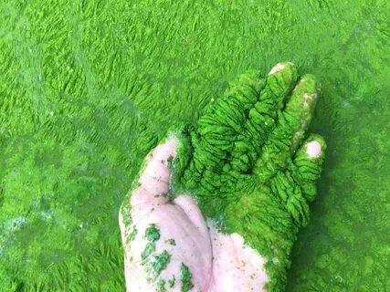 Какие водоросли самые большие
