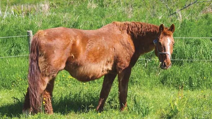 Болезнь синдрома кушинга у лошади. Equine metabolic syndrome. Лошадь не слушается. Синдром кушинга у лошадей. Синдром кушинга у лошадей.