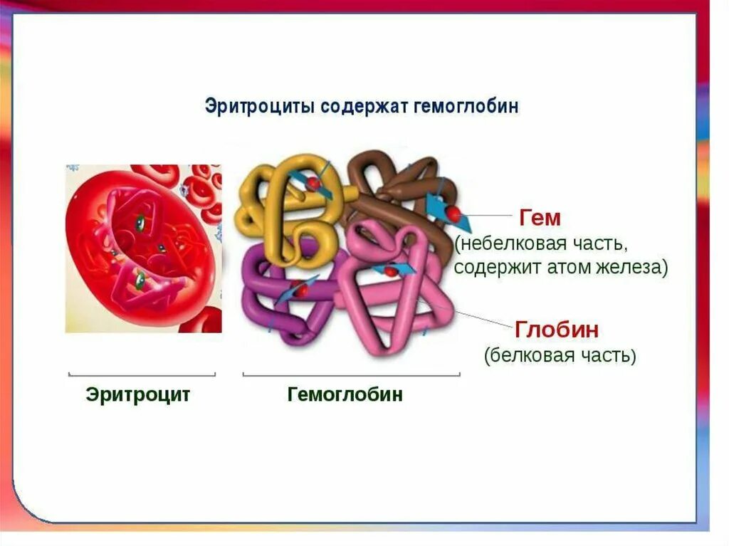 Структура эритроцита и гемоглобина. Строение гемоглобина гем и Глобин. Ретроцит структура гемоглобина. Гемоглобин состоит из гема и Глобина.