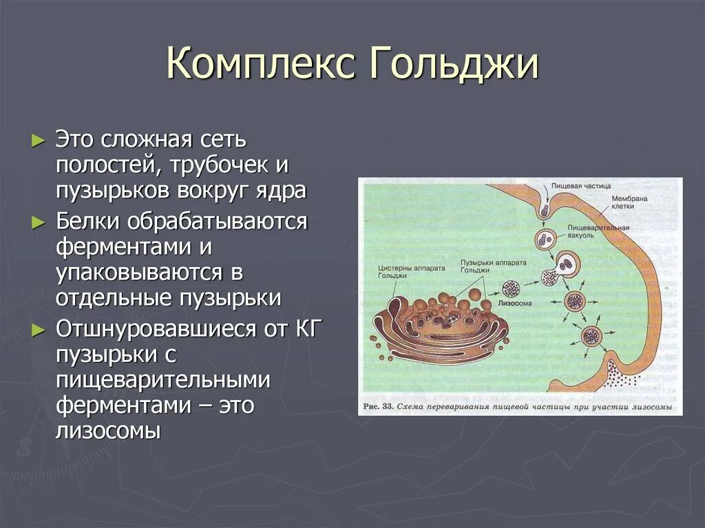 Выполняет секреторную функцию аппарат гольджи. Комплекс Гольджи внутренняя мембрана образует. Аппарат Гольджи функция образование. Мембрана ЭПС И комплекса Гольджи. Аппарат Гольджи функции процесс.