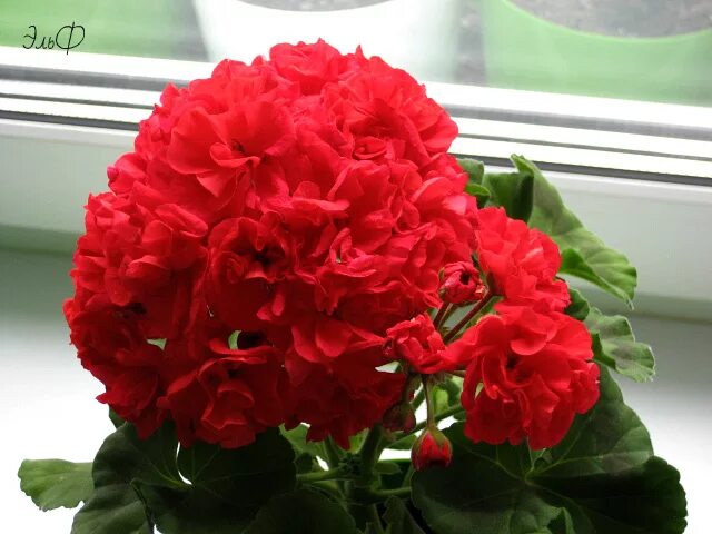 пеларгония кенни дабл. пеларгония кенис. пеларгония кенни дабл. пеларгония кенис дабл. пеларгония зональная kenny`s double.