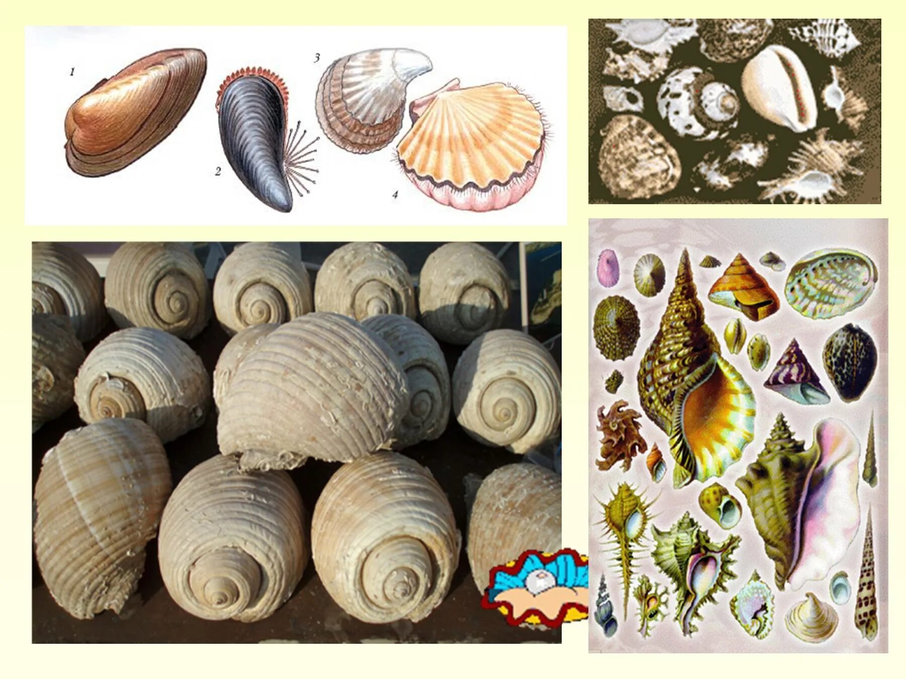 Морским моллюскам относятся. Тип моллюски. Моллюски биология 7 класс. Проект на тему ракушки. Строение ракушки.