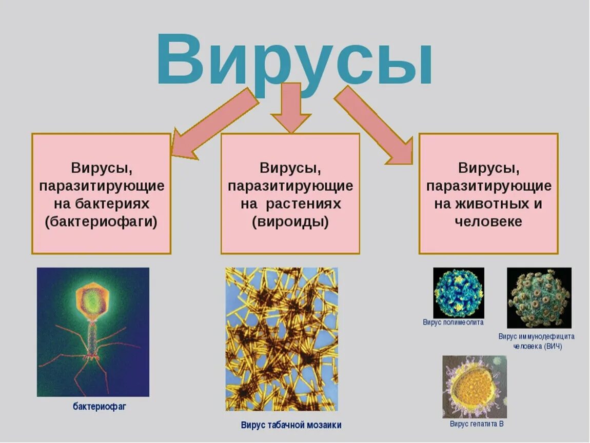 Признаки вирусов биология 5 класс. Царство вирусов 5 класс биология. Царство вирусы биология 7 класс. Признаки царства вирусов. Биология 5 класс тема бактерии и вирусы.