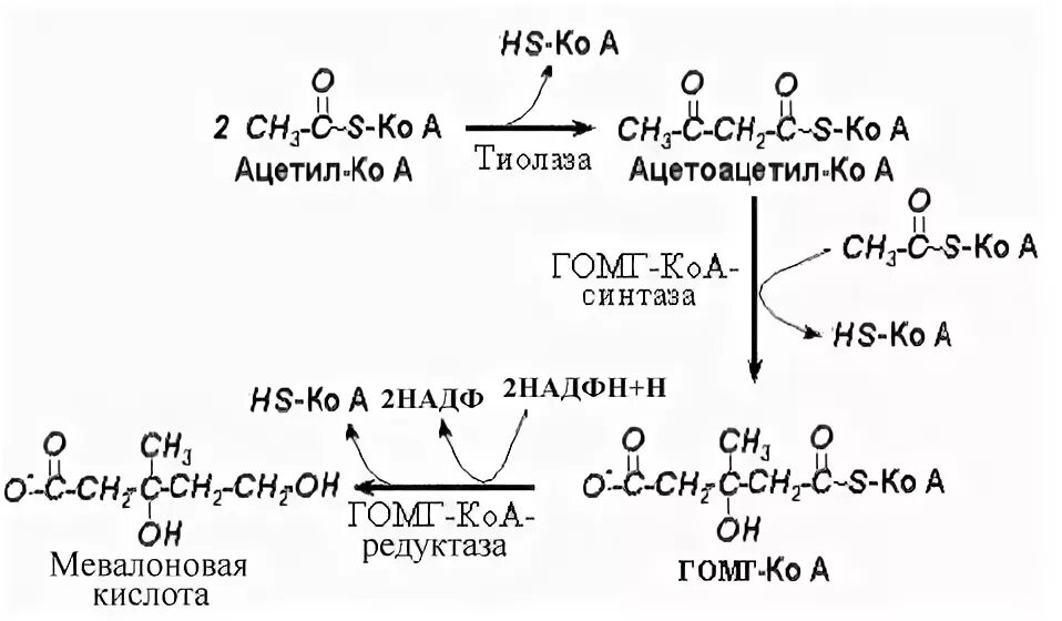 Молекула ацетил коа. Ацетоацетил КОА. Ацетоацетил КОА формула. Ацетоацетил КОА ацетил КОА. Ацетил коэнзим а.