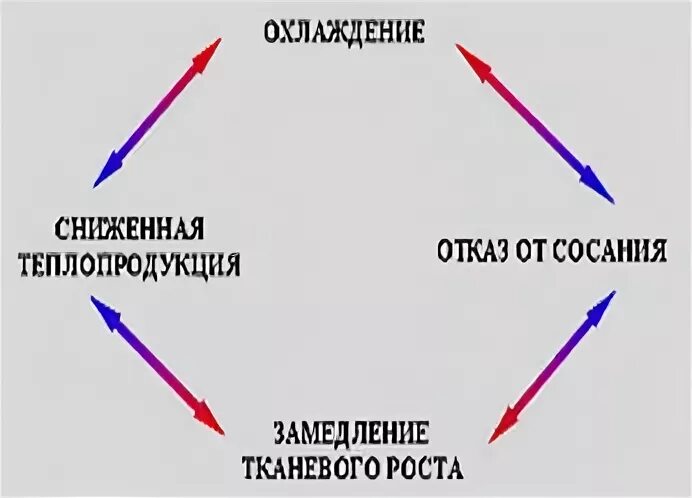 Малугаз порочный