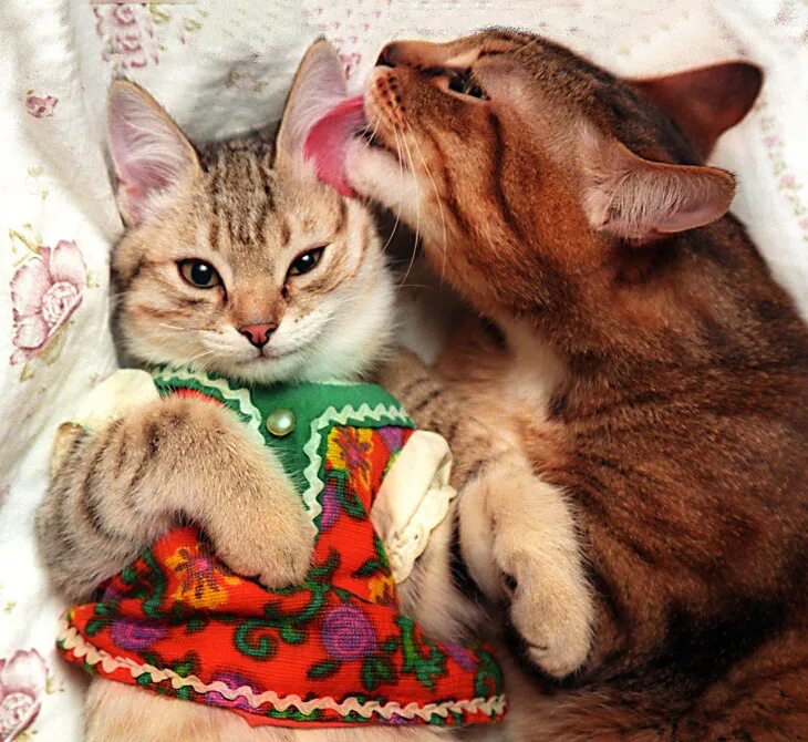 Кошечки любовь. Романтичные котики. Влюбленные кошки. Коты любовь. Кошки сладкая парочка.