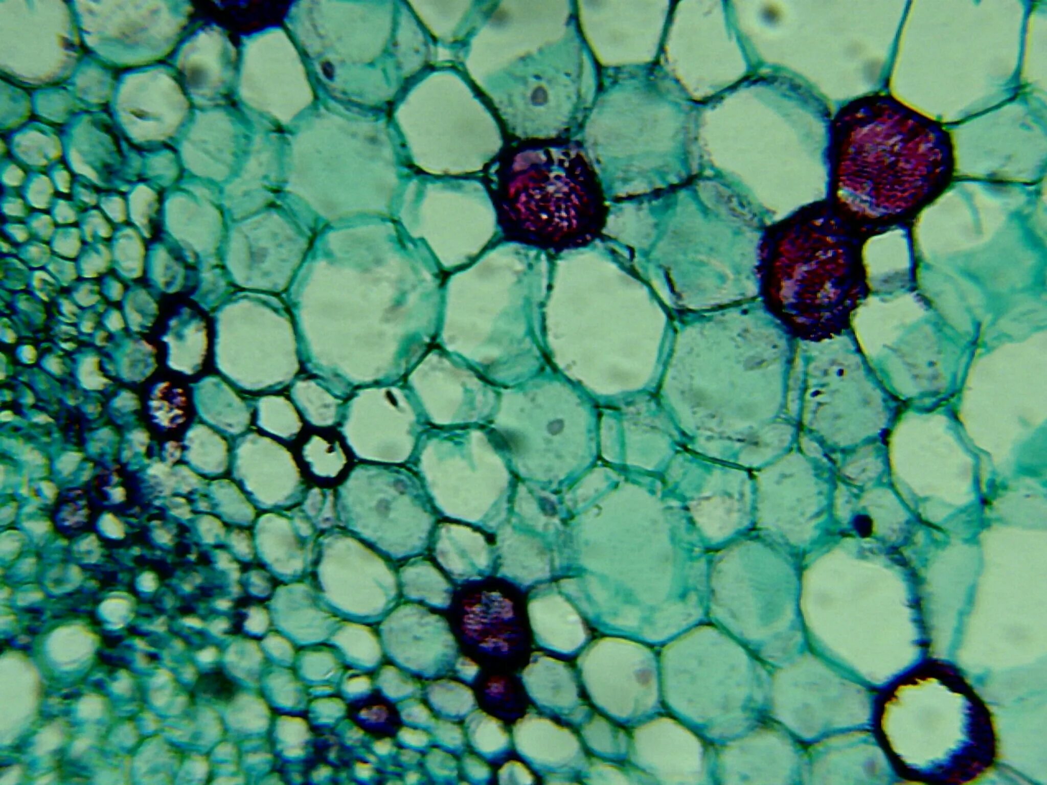 Строение живой ткани. Хлорофилл под микроскопом. Клетка в микроскопе. Клетки подтмикроскопом. Ткани в микроскопе.