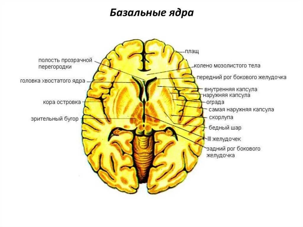 Ядра мозга образованный. Базальные ядра конечного мозга строение. Горизонтальный разрез головного мозга базальные ядра. Подкорковые ядра головного мозга анатомия. Схема базальных ядер головного мозга.