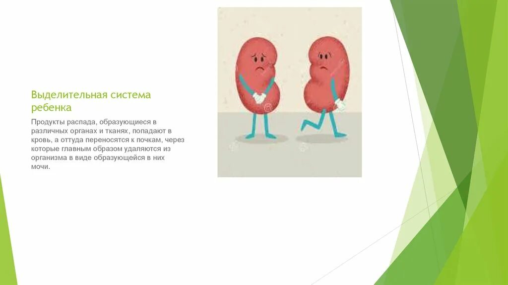 Система органов выделения человека. Строение составляющие органы выделительная система. Органы выделительной системы. Афо мочевыделительной системы у детей. Выделительная система детей.