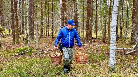 Осенью грибники на старый