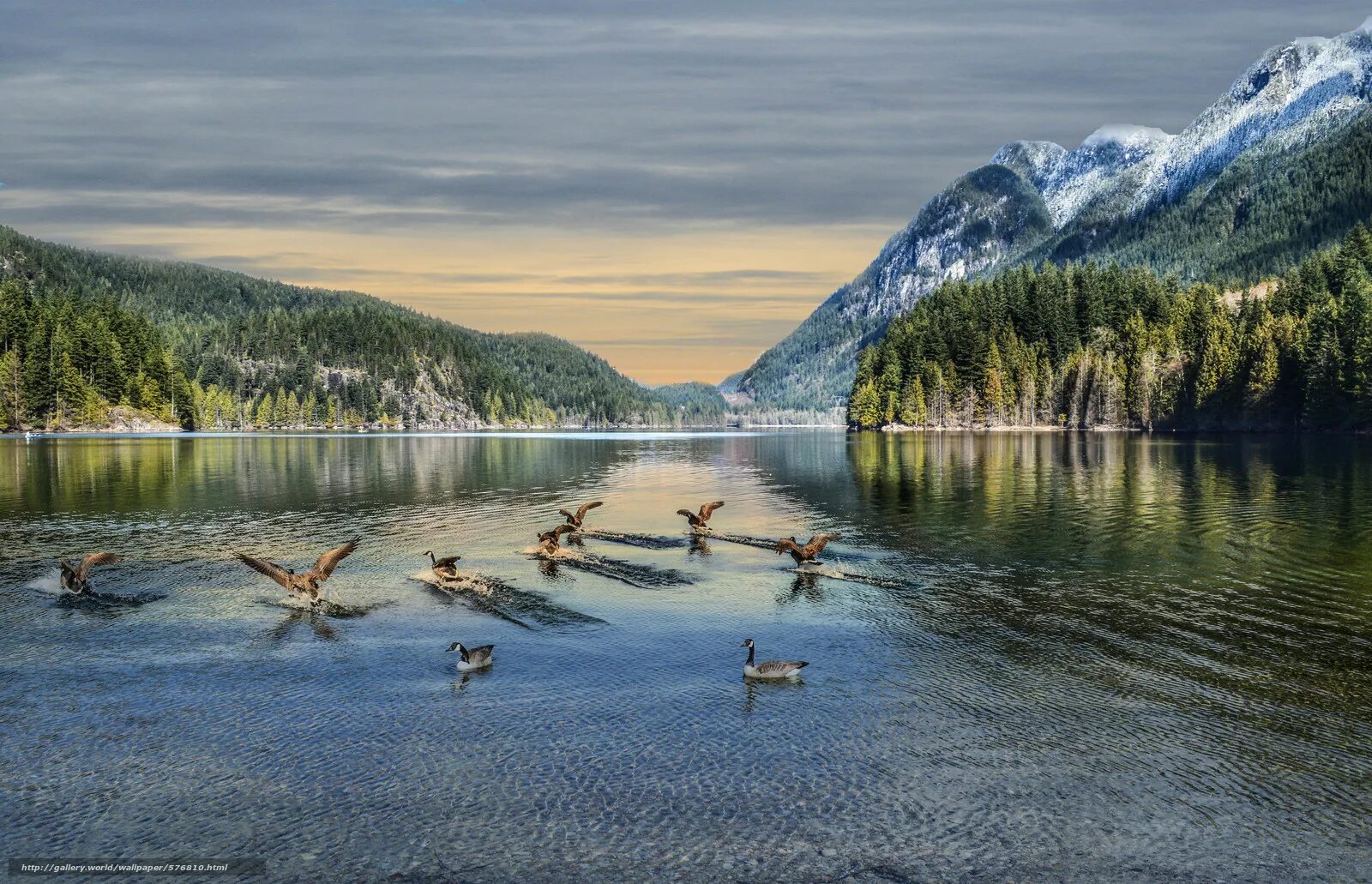 Lake download. Лейк Ривер Канада. Озеро Лэйк Льюис. Птицы Телецкого озера. Озеро Боден.
