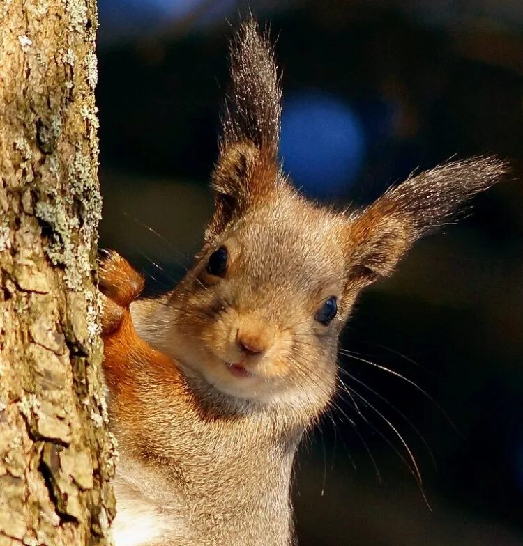 белка зевает. белка бельчонок бельчата. белка удивилась. офигевшая белка. белочка удивленная.