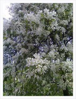 Яблоня черемуха