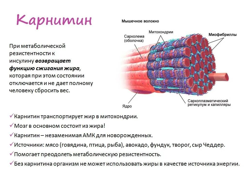 Каким номером на рисунке обозначена миофибрилла. Миофибриллярная гипертрофия мышечных волокон. Мышечное волокно миофибриллы митохондрии. Строение мышечного волокна. Схема компонентов мышечного волокна.